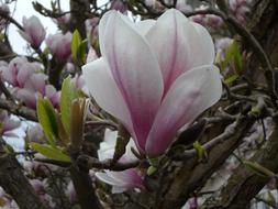 Close Up photo of pink Blossom