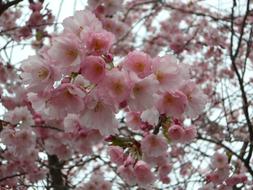 Ornamental Cherry Blossom close-up in blurred background