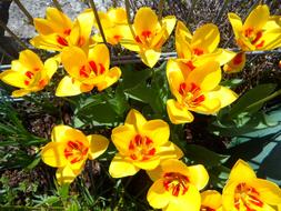 Tulips Blutenmeer at Spring