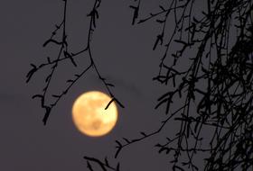 Full Moon and Birch tree