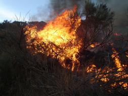 Close-up of the colorful fire in the plants, with smoke