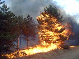 fire in a pine forest