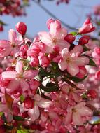 Crab Apple pink
