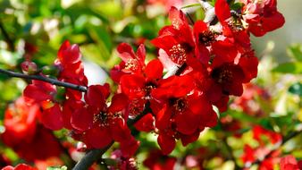 Close-up of the beautiful, red and yellow flowers in sunshine, in the spring