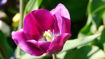 pink tulip on a flower bed on a blurred background