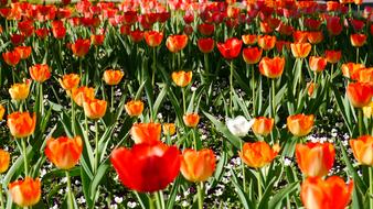 Spring Tulips flowers Field