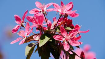 pink Spring Flowers in garden
