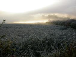 Winter Misty Morning, rural landscape