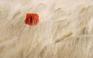 impressively beautiful Poppy Blossom
