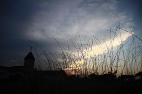 silhouette of grass on a hill during sunset