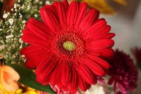 goodly Gerbera Red in a bouquet close-up on a blurred background