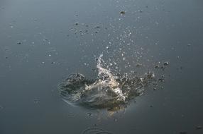 Water Drops Splash surface