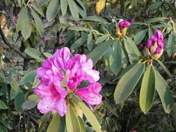 Rhododendron Spring Flowers