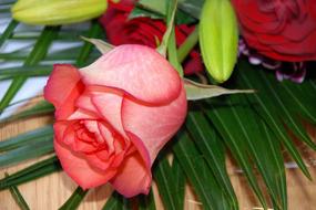 unusually beautiful Flower Roses