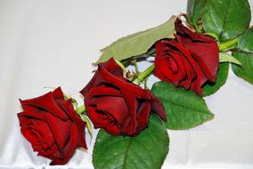 perfect Roses