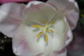 goodly white Summer Flowers