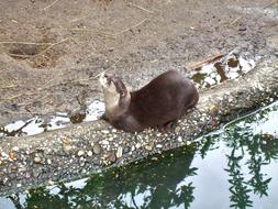 Clawed Otter Enjoy Zoo