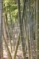 Yellow Bamboo plants