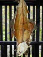 Cod Dried Fish