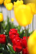 Tulip Flowers close-up in blurred background