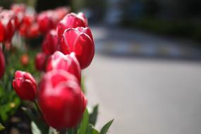 Tulip Flowers in park