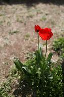 spring red poppy at the edge of the road