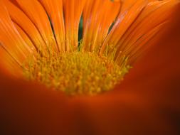 impressively beautiful Macro Blossom
