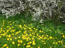 meadow with yellow dandelions near white bushes