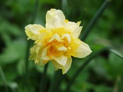 Beautiful blooming yellow daffodil flower with green leaves