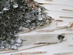 Close-up of the pile of birch bark