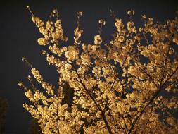 Cherry Blossoms at night close-up