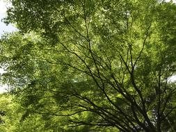 lush Autumnal foliage of trees at sky