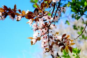 goodly Spring Flower Signs