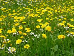 extraordinarily beautiful Spring Dandelion