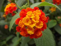 absolutely beautiful Flora Yellow