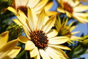 perfect Flower Yellow Spring