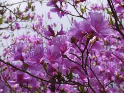 Mount Azalea purple Flowers
