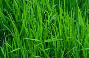 Grass Meadow Green close-up