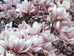 absolutely beautiful Spring Magnolia
