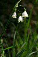 incredibly beautiful Flower White Wild