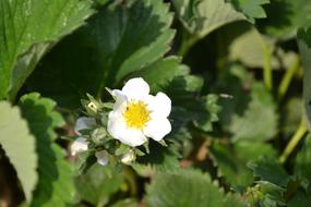 impressively beautiful Strawberry Flower