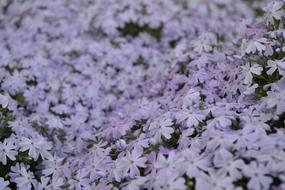 goodly Flower Gardening
