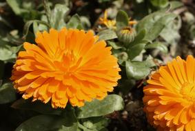 ravishing Flower Orange