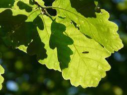 green leaves in sunlight close up