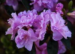 Purple Azaleas Blossoms close-up on blurred background