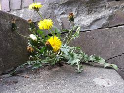 Dandelion Wall