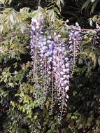 Close-up of the beautiful, purple Wisteria flowers, among the other plants