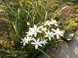 Ornisogaram White Flowers