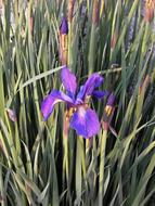 Iris Early Summer Purple Flowers