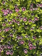 Nemophila Penny Black flowers in Spring